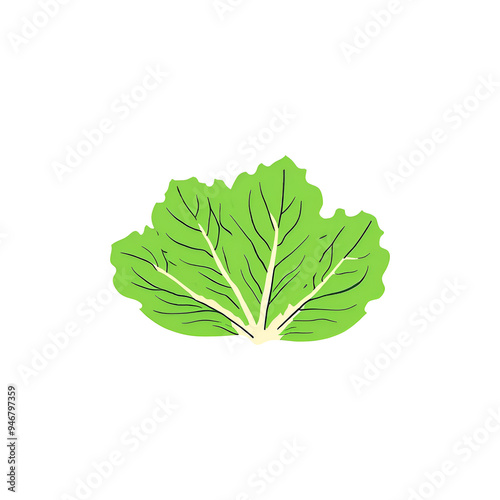 Set of Green Lettuce with leaves isolated on background, Flat lay view of Fresh salad vegetables, healthy with organic food