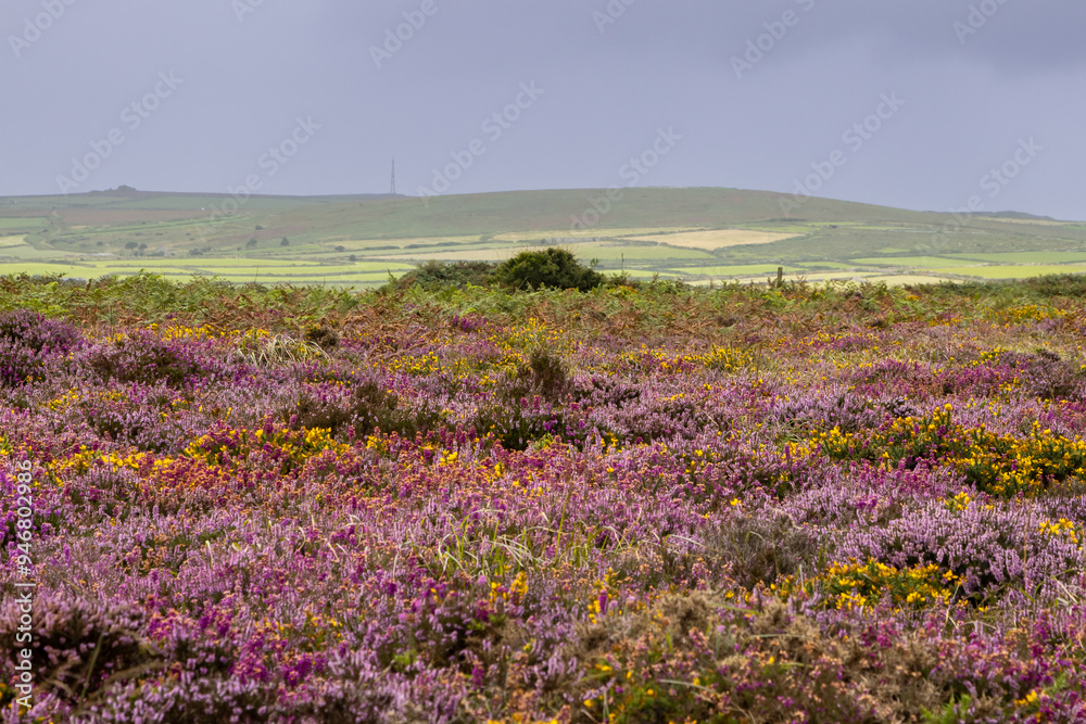 Fototapeta premium Gorse and heather blooming on the moors in Cornwall, with focus on distance