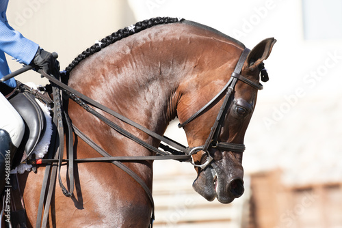 horse portrait