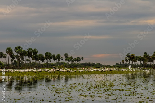 Birds flock landscape in La Estrella Marsh, Formosa province, Argentina. photo