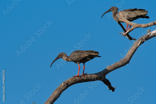 Plumbeous ibis, Theristicus caerulescens, Pantanal, Mato Grosso, Brazil.