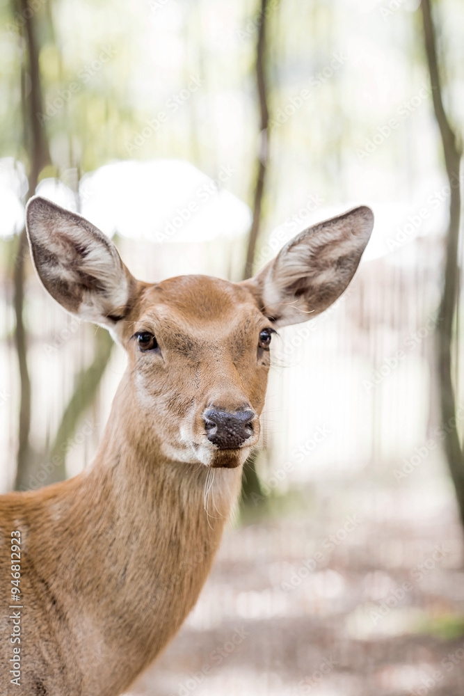 Portrait. A small fawn walks in a paddock on a ranch, on a private eco-farm or in a contact zoo. Animal husbandry. Love for animals. Portrait. A small fawn walks in a paddock on a ranch, on a private eco-farm or in a contact zoo. Animal husbandry. Love for animals.