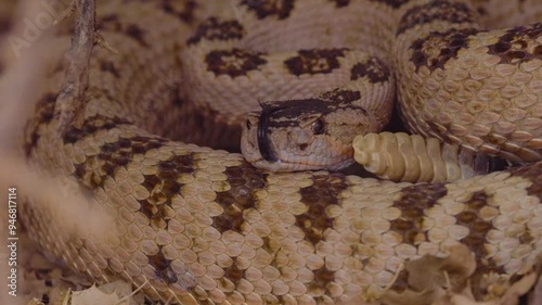 A Great Basin Rattlesnake curled up in the leaves below a bush rattles warningly as it uses it's tongue to sample the smells in the air on a summer evening on Gooseberry Mesa in Southern Utah, USA. photo