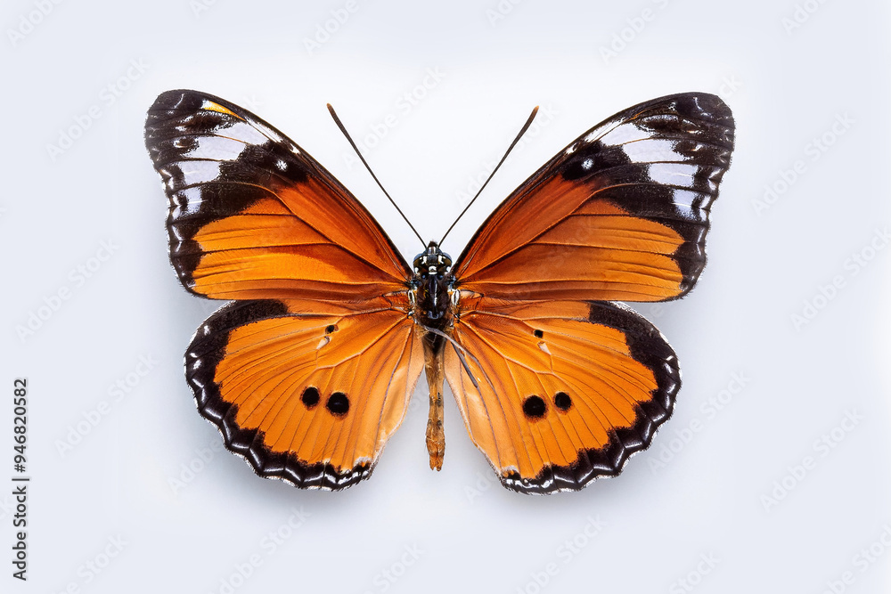 butterfly on a white background butterfly on a white background