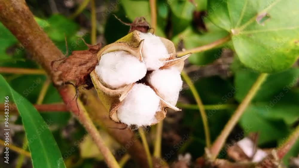 A green cotton boll on a cotton plant is ready to bloom.