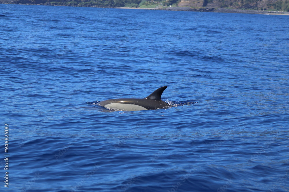 Common Dolphin.
Azores Islands Wildlife encounters Common Dolphin.
Azores Islands Wildlife encounters