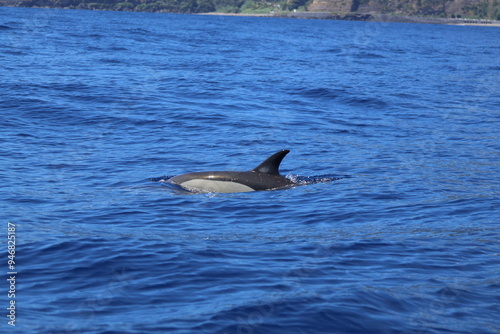 Common Dolphin.
Azores Islands Wildlife encounters photo