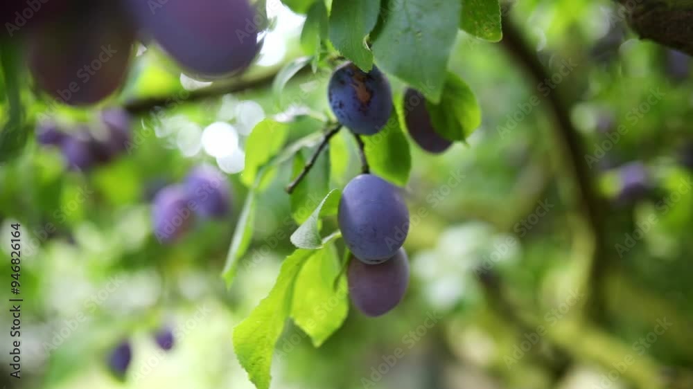 Delicious blue plums ripening on the branch at farm or in fruit garden. Delicious blue plums ripening on the branch at farm or in fruit garden.