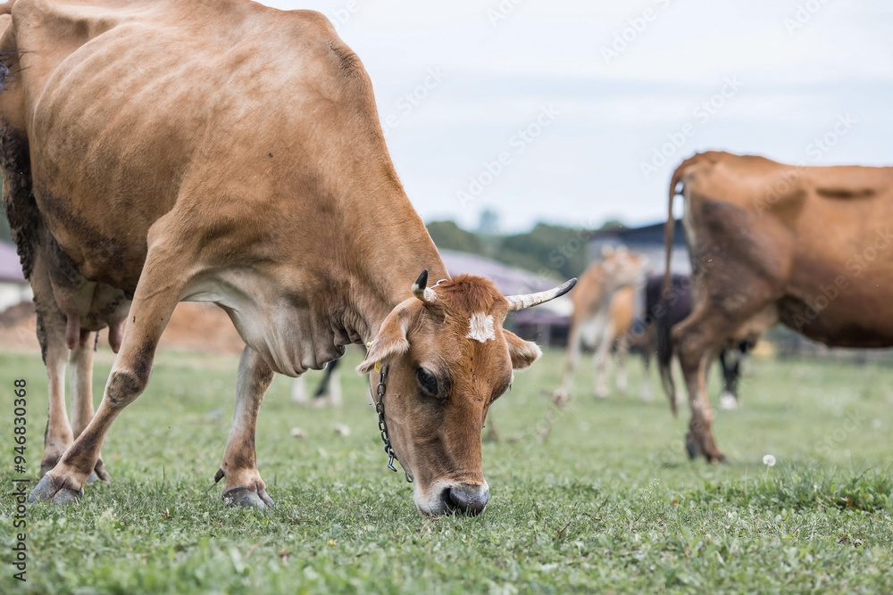 Livestock. Cows graze in a meadow. The concept of animal husbandry and rural life. Chipping of animals. A pet on an eco-farm. Agricultural industry. Livestock. Cows graze in a meadow. The concept of animal husbandry and rural life. Chipping of animals. A pet on an eco-farm. Agricultural industry.