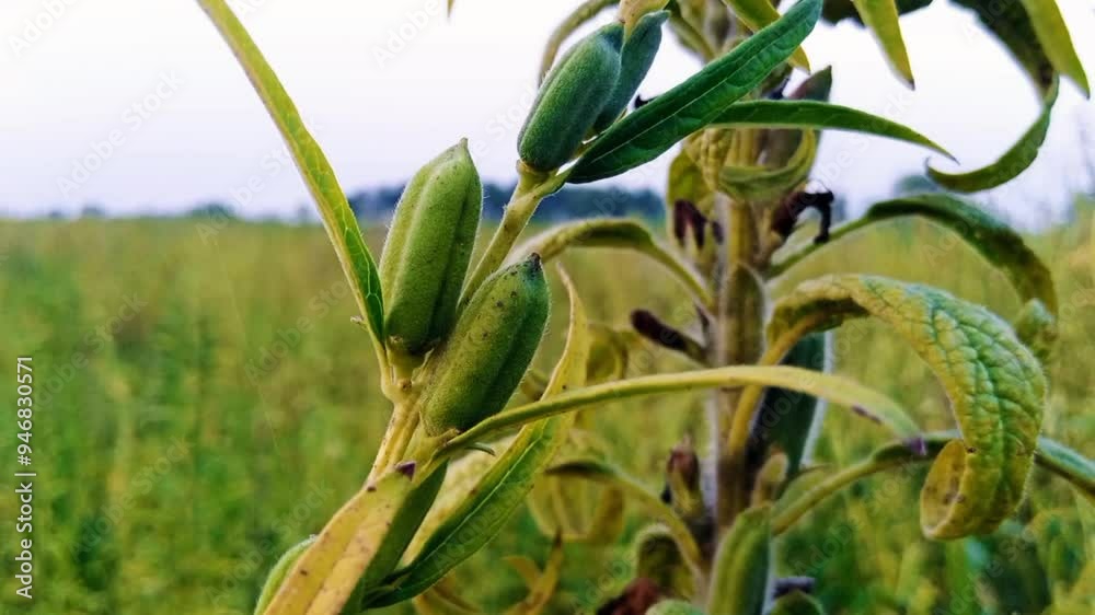 Healthy Sesamum pods growing densely on a plant, representing the importance of sesame seeds in global agriculture Healthy Sesamum pods growing densely on a plant, representing the importance of sesame seeds in global agriculture