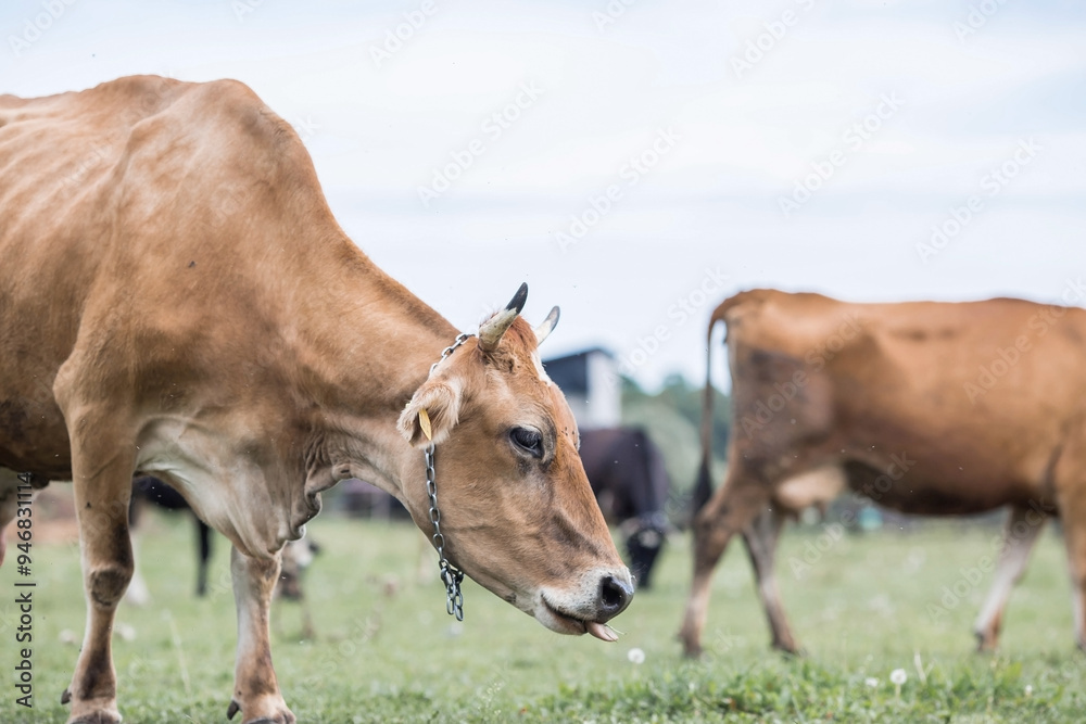 Livestock. Cows graze in a meadow. The concept of animal husbandry and rural life. Chipping of animals. A pet on an eco-farm. Agricultural industry. Livestock. Cows graze in a meadow. The concept of animal husbandry and rural life. Chipping of animals. A pet on an eco-farm. Agricultural industry.