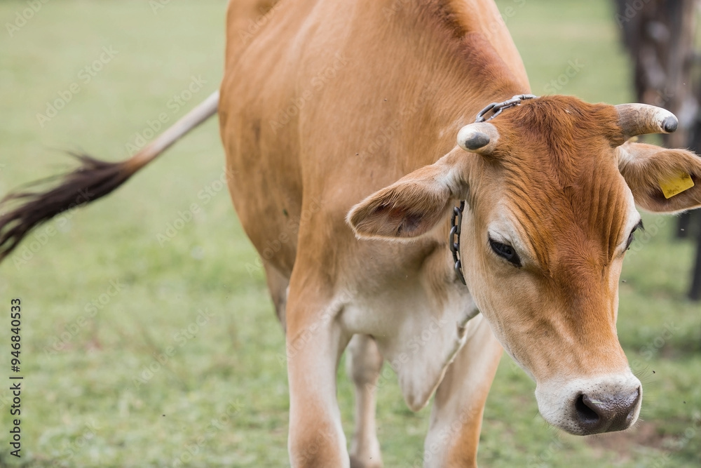 Livestock. Cows graze in a meadow. The concept of animal husbandry and rural life. Chipping of animals. A pet on an eco-farm. Agricultural industry. Livestock. Cows graze in a meadow. The concept of animal husbandry and rural life. Chipping of animals. A pet on an eco-farm. Agricultural industry.