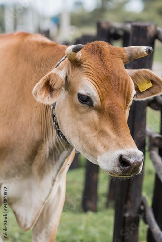 Livestock. Cows graze in a meadow. The concept of animal husbandry and rural life. Chipping of animals. A pet on an eco-farm. Agricultural industry.