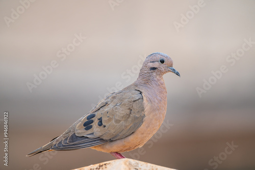 Eared Dove (Zenaida auriculata), Avoante, Pomba