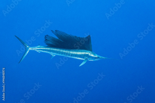 Sailfish, French Polynesia
