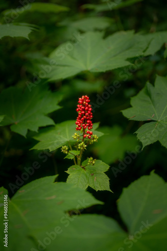 Devil's Club berries