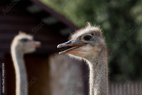 Poultry. Portrait of an ostrich in a pen. The concept of animal husbandry and rural life. Close-up. A pet on an eco-farm. Agricultural industry.