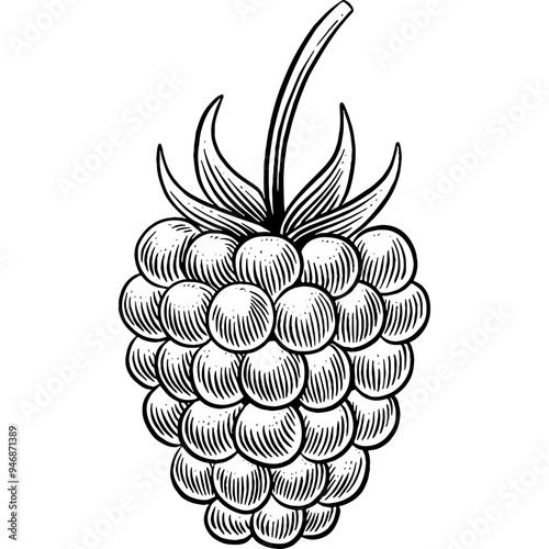 Hand drawn Blackberry Sketch Illustration Engraving Woodcut Vintage Style