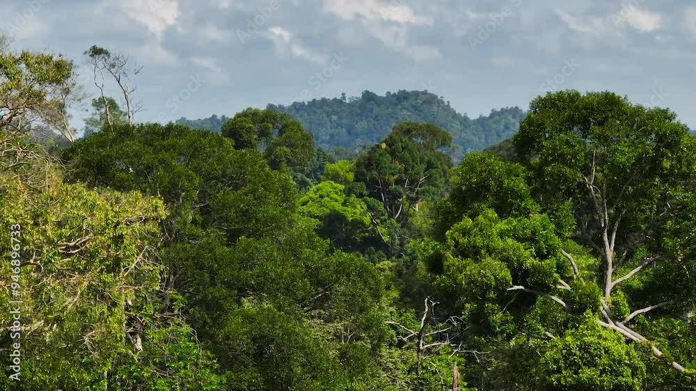 Aerial drone of jungle in the tropics on the island of Borneo. Sabah, Malaysia. Aerial drone of jungle in the tropics on the island of Borneo. Sabah, Malaysia.