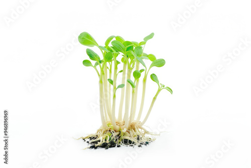 Green sprout of a plant with roots, young seedlings grown from seeds, on a white background, vegetation, stage of the plants growth cycle.	
