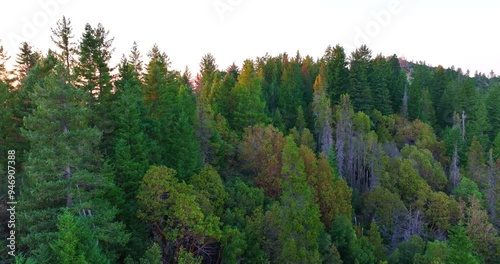 Smith River California Wilderness Forest at Sunset  photo