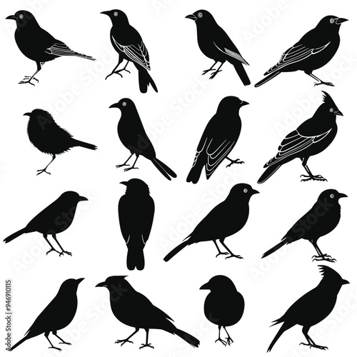 Silhouettes of various birds in different poses on a white background.
