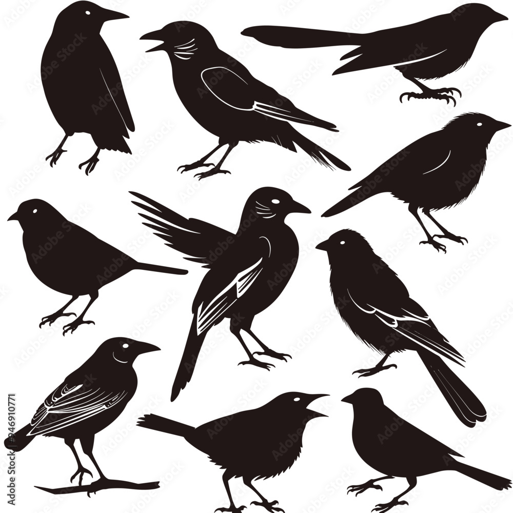 Silhouettes of various bird species in different poses on a white background. Silhouettes of various bird species in different poses on a white background.
