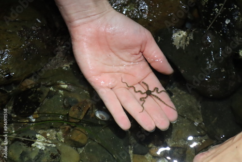 Brittle Star found in San Diego California tide pool being held in hand photo