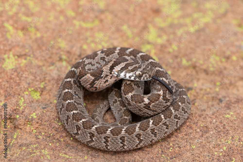 Rhombic egg eater (Dasypeltis scabra), also known as a common egg eater, or egg-eating snake, displaying defensiveness in the wild Rhombic egg eater (Dasypeltis scabra), also known as a common egg eater, or egg-eating snake, displaying defensiveness in the wild