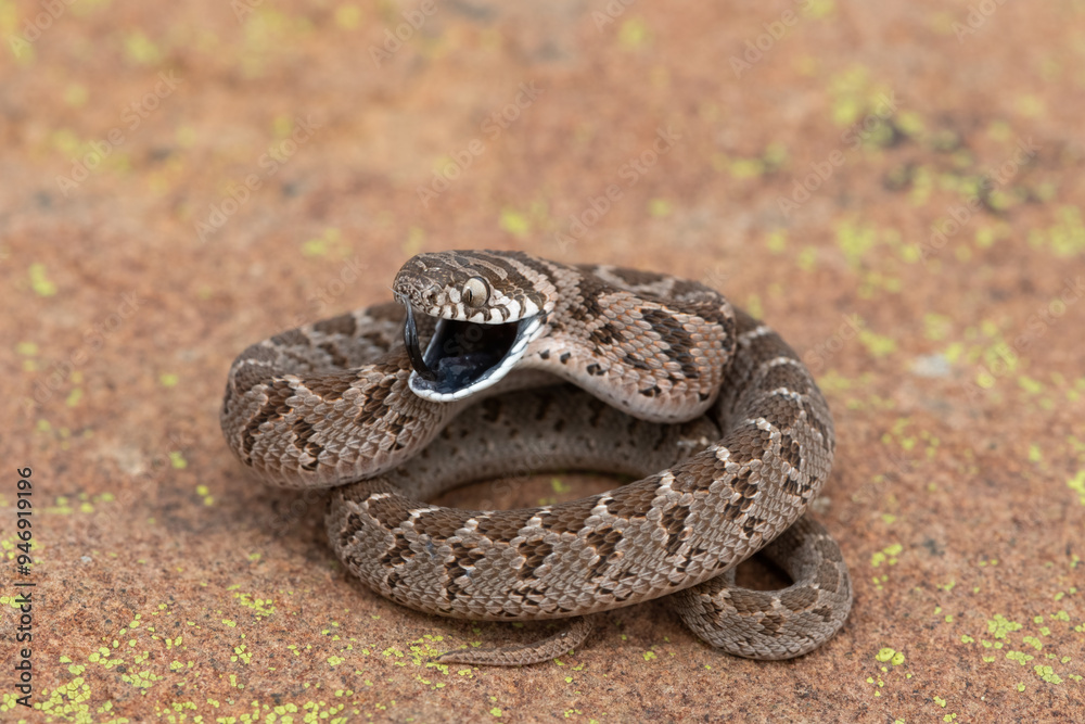 Rhombic egg eater (Dasypeltis scabra), also known as a common egg eater, or egg-eating snake, displaying defensiveness in the wild Rhombic egg eater (Dasypeltis scabra), also known as a common egg eater, or egg-eating snake, displaying defensiveness in the wild