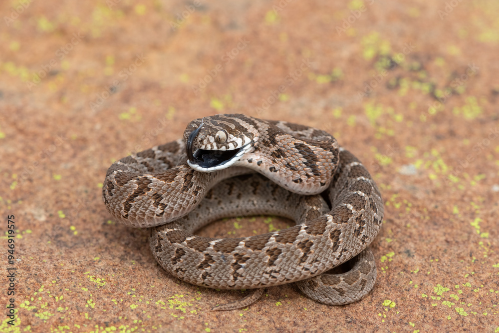 Fototapeta premium Rhombic egg eater (Dasypeltis scabra), also known as a common egg eater, or egg-eating snake, displaying defensiveness in the wild