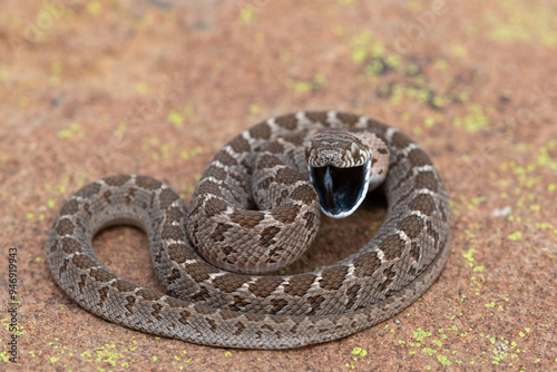 Rhombic egg eater (Dasypeltis scabra), also known as a common egg eater, or egg-eating snake, displaying defensiveness in the wild