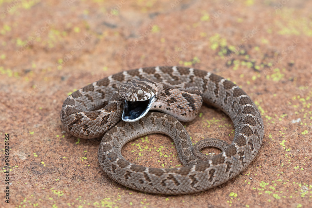 Obraz premium Rhombic egg eater (Dasypeltis scabra), also known as a common egg eater, or egg-eating snake, displaying defensiveness in the wild
