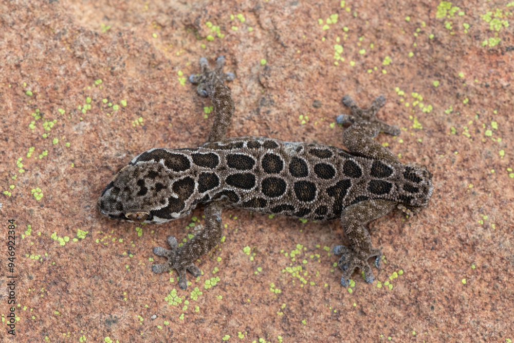 A beautiful Spotted Thick-toed Gecko (Pachydactylus maculatus) on a large rock in the wild A beautiful Spotted Thick-toed Gecko (Pachydactylus maculatus) on a large rock in the wild