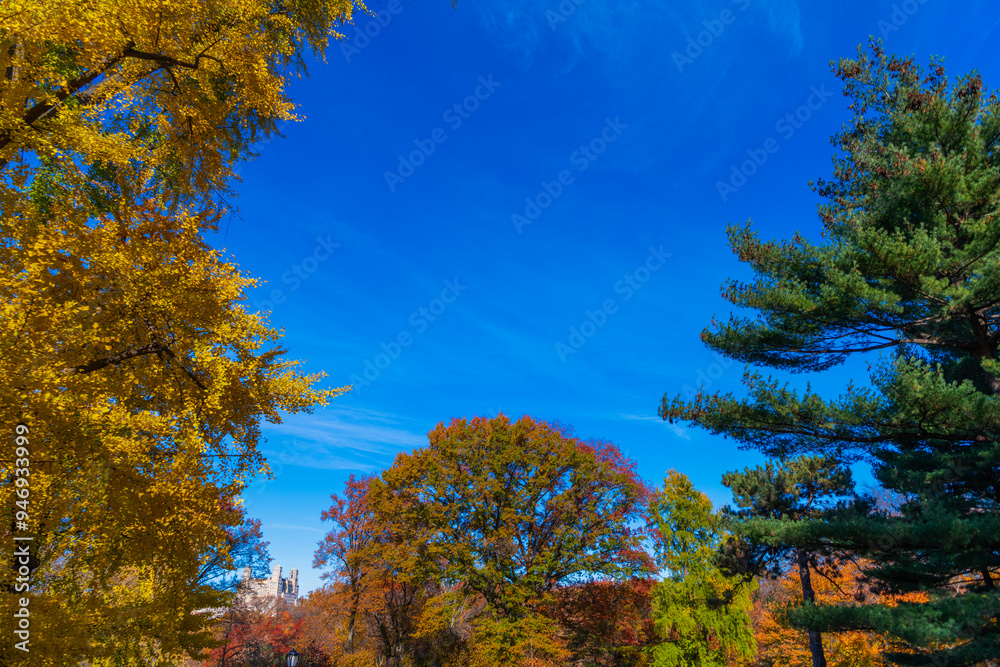 Autumnal season in the park. Seasonal leaves and trees. Natural autumn or fall season. Autumn beauty of nature. Nature in forest. Fall leaves in park. Autumn forest. Nature in fall season. Blue sky Autumnal season in the park. Seasonal leaves and trees. Natural autumn or fall season. Autumn beauty of nature. Nature in forest. Fall leaves in park. Autumn forest. Nature in fall season. Blue sky
