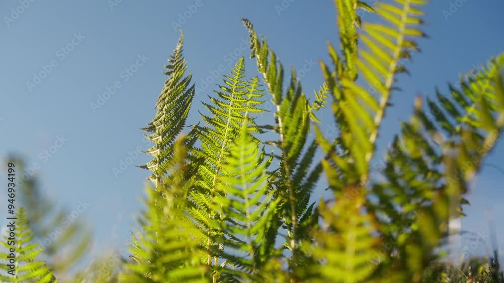 Fern Leaves Swaying Due To The Wind Fern Leaves Swaying Due To The Wind