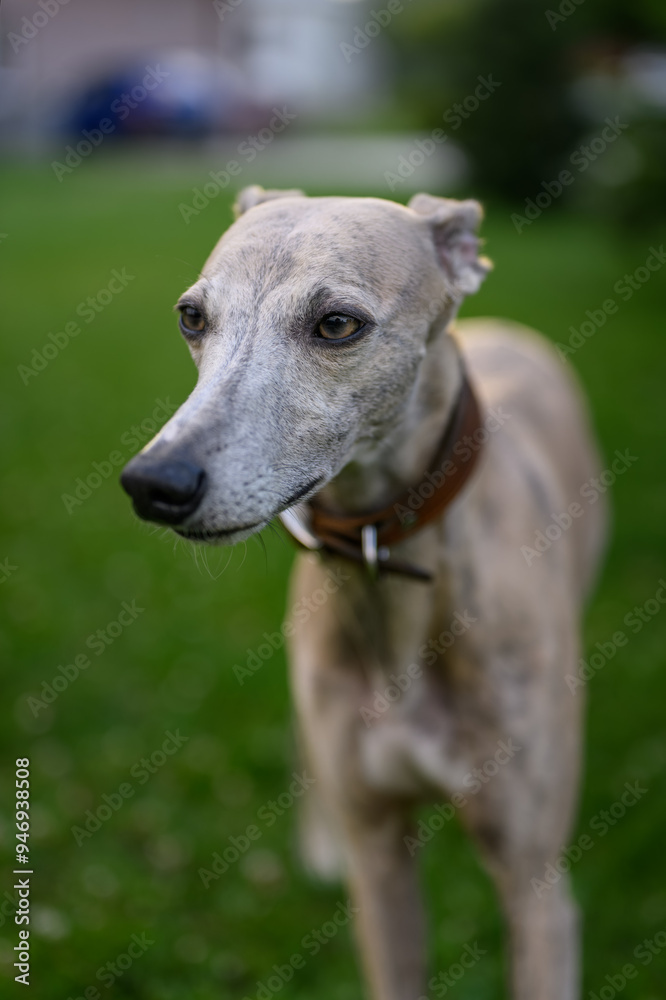 Whippet dog portrait outdoors with grass background. Whippet dog portrait outdoors with grass background.