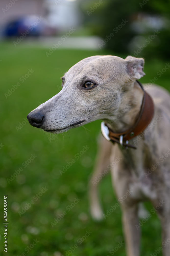 Whippet dog portrait outdoors with grass background. Whippet dog portrait outdoors with grass background.