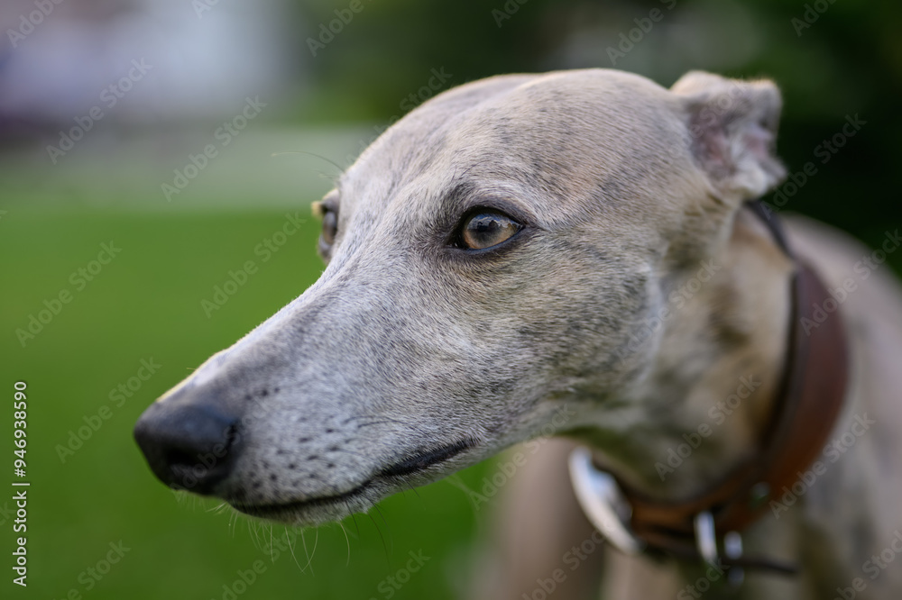 Whippet dog portrait outdoors with grass background. Whippet dog portrait outdoors with grass background.