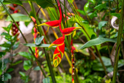 Close up of Heliconia rostrata photo