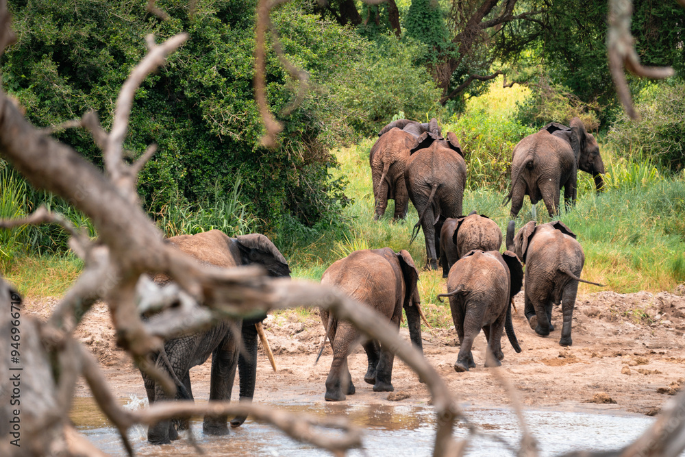 Fototapeta premium Family of Elephants Leaving River, Tarangire National Park, Tanzania