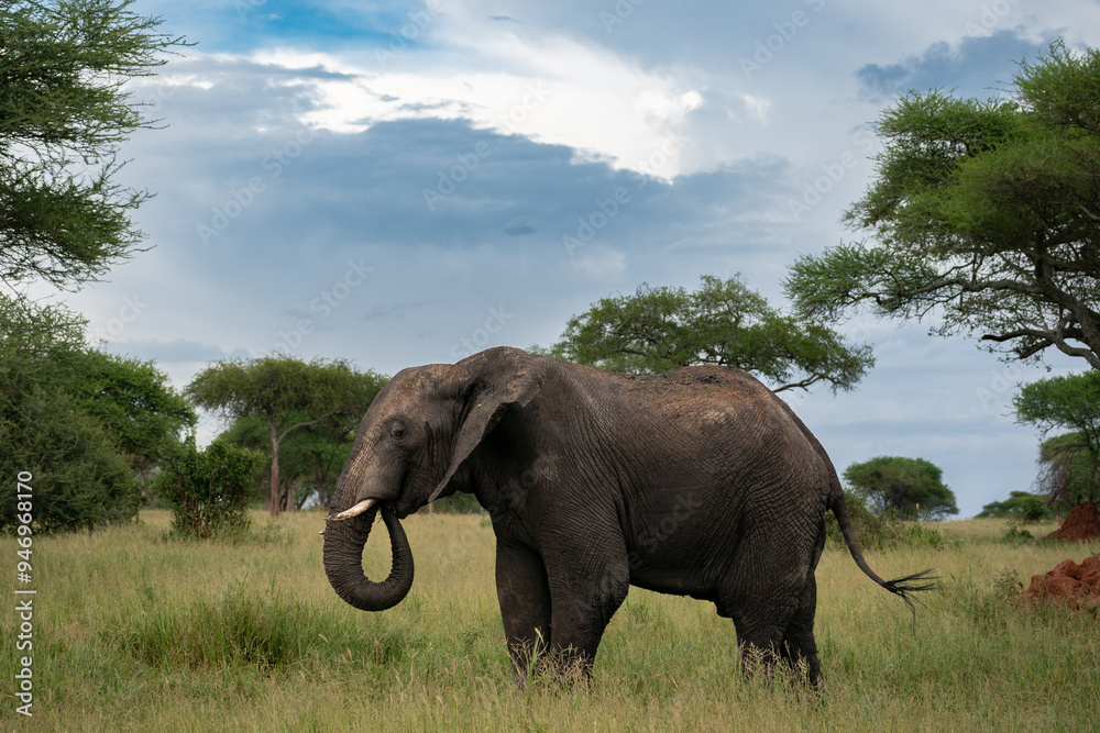Fototapeta premium Elephant in Field, Tarangire National Park, Tanzania