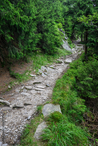 Stones on the forest path in the forest.