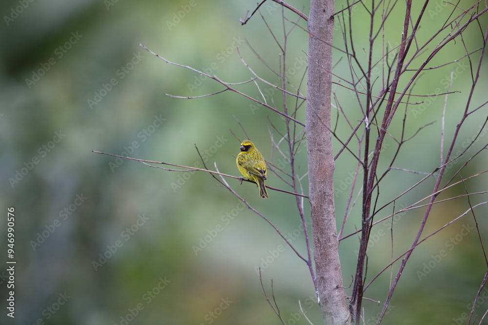 The western citril (Crithagra frontalis), also known as the yellow-browed citril, is a species of finch in the family Fringillidae. It is found in central Africa.