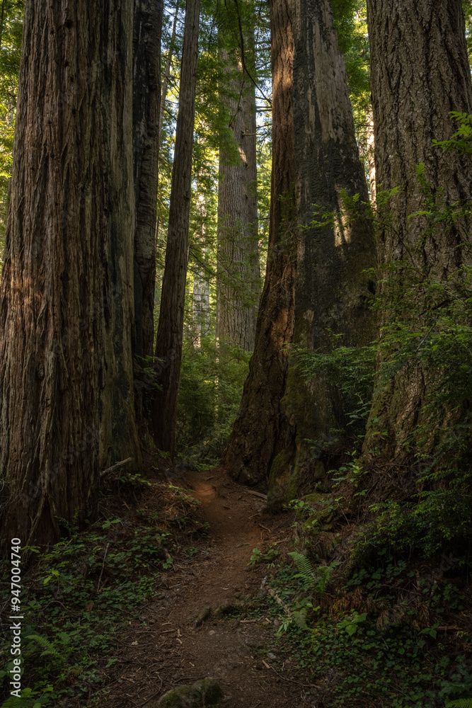 Fototapeta premium Trail Gently Curves Through Towering Redwood Trees