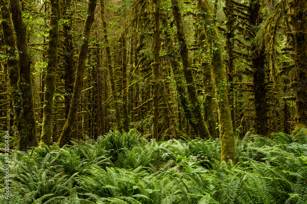 Fototapeta premium Thick Ferns Cover The Ground Near The Forest Edge