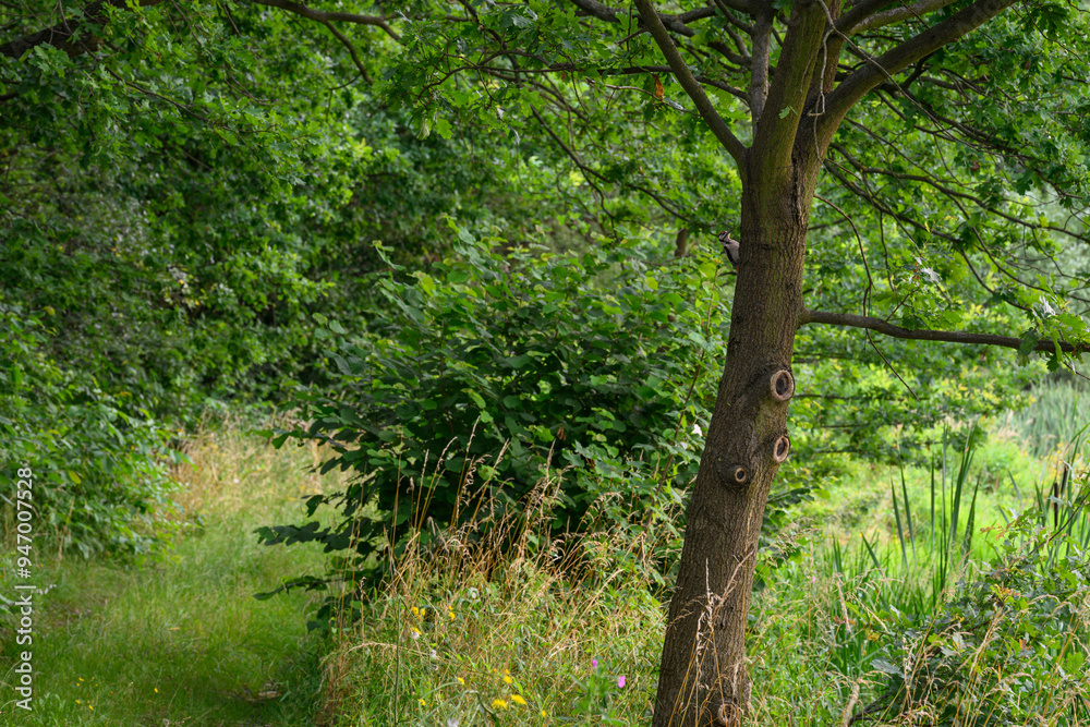 A woodpecker bird on an oak trunk. A woodpecker bird on an oak trunk.