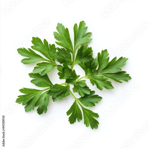 close up of green leaves of parsley isolated on white background