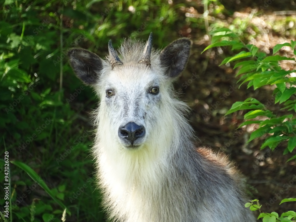 Fototapeta premium ニホンカモシカ