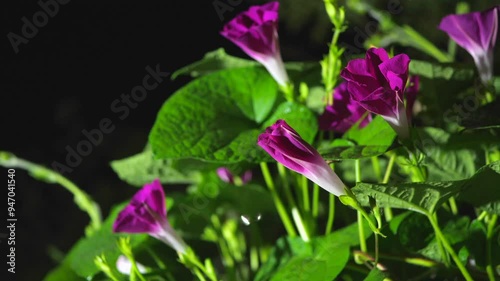 アサガオの開花